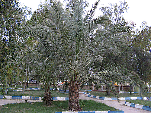 Date palm (Phoenix dactylifera) tree in Ahram park , southern Iran.jpg