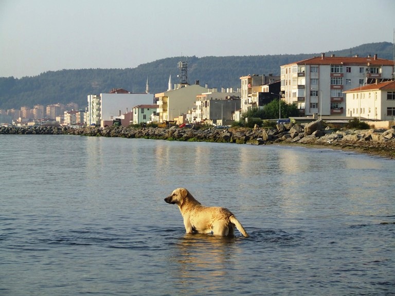 Вот эта турецкая собака из пролива  Дарданеллы.JPG