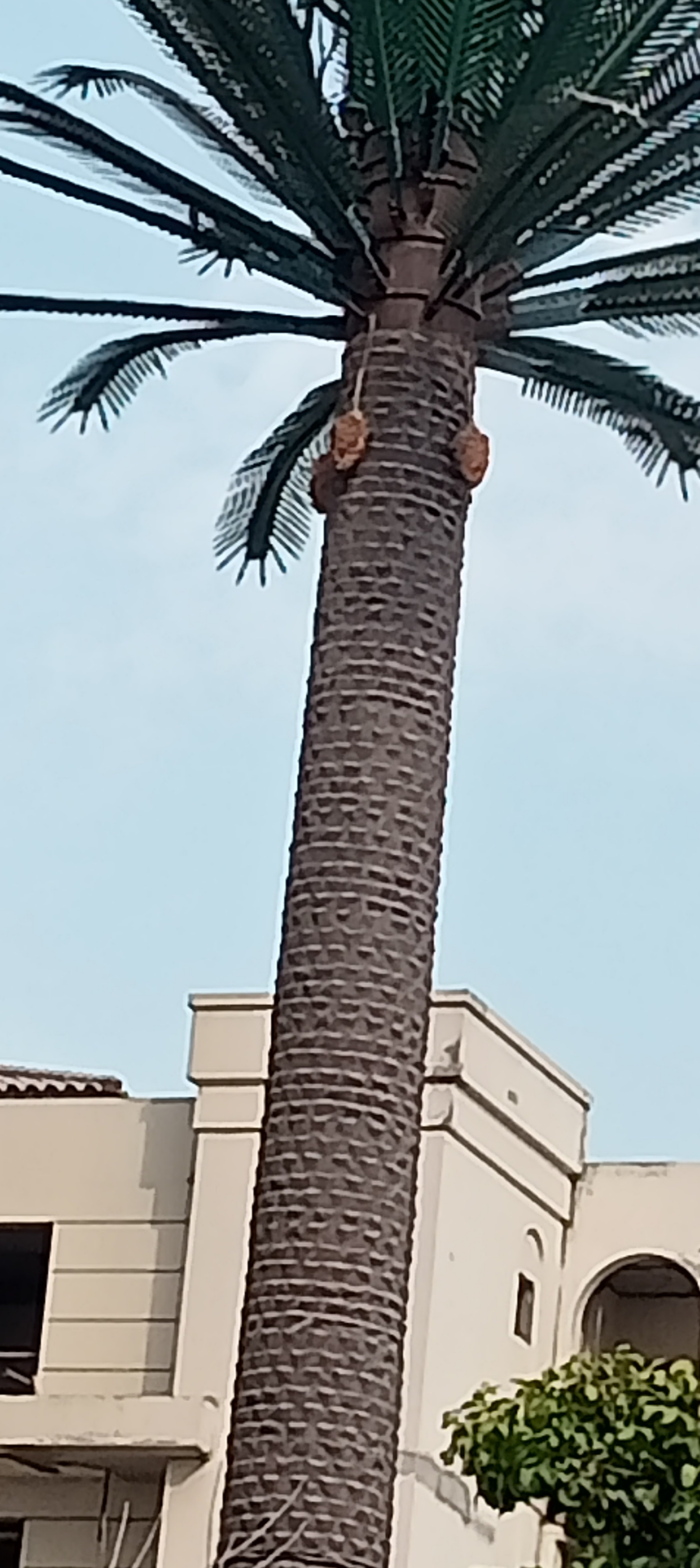 Финиковая пальма с плодами - см. вверху - IMG_20231030_233954.jpg