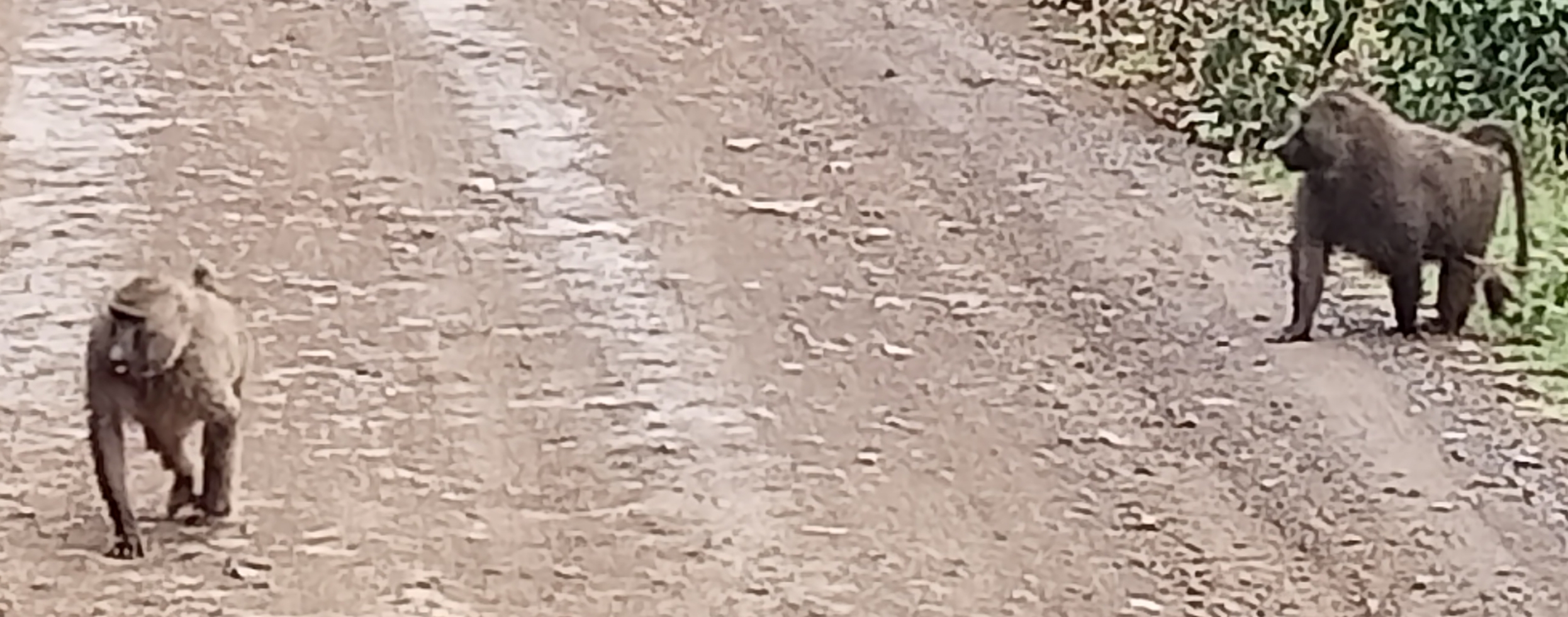 Обезьяны - IMG_20240803_195600.jpg