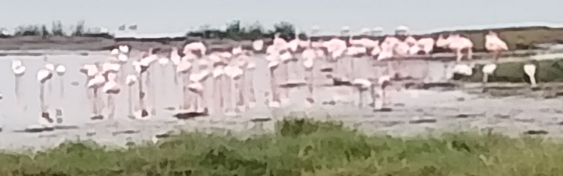 Похоже, это фламинго ?  - IMG_20240804_104316.jpg