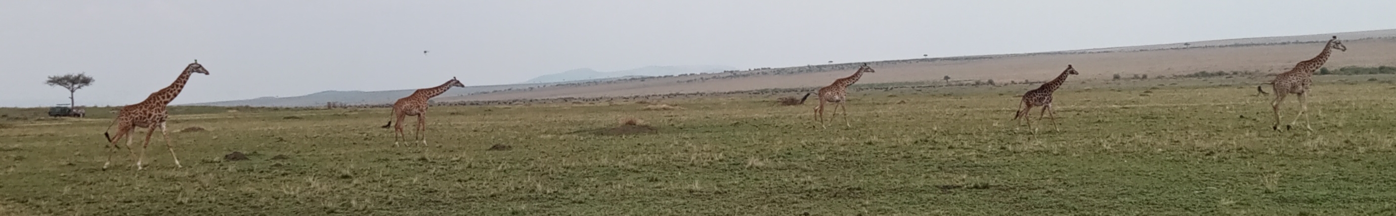 Жирафы, всего 5 особей - IMG_20240804_173611.jpg