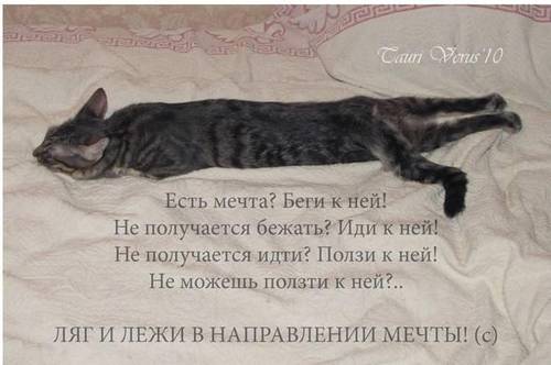 Год кота.jpg