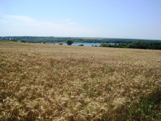 2. На край света в Дикое поле  - В ландшафном парке Клебан Бык созрела пшеница.JPG