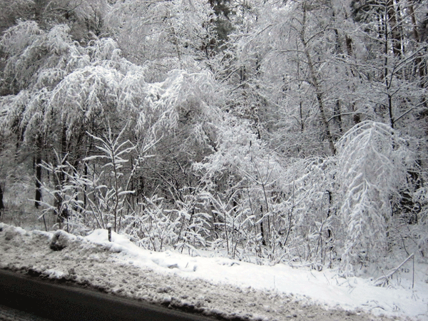 Зимний лес в Святогорье 1  - IMG_0049b.gif