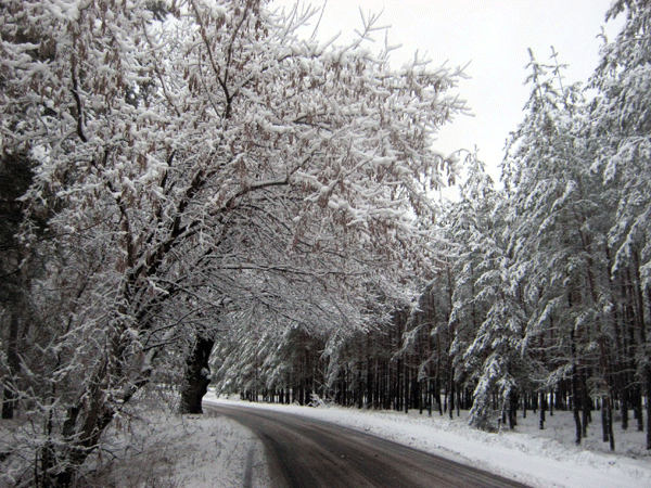 Зимний лес в Святогорье 2  - IMG_0060b.gif