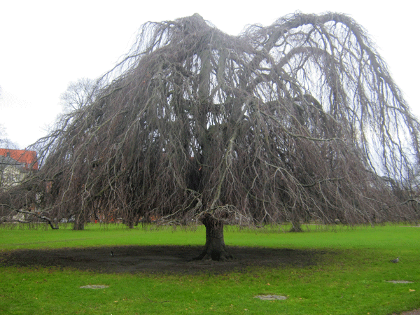 Крона дерева - в виде корней - 058_IMG_1879b.gif
