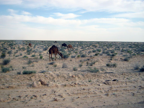 Пустыня Сахара_Полудикие верблюды - 49b_IMG_1298.jpg