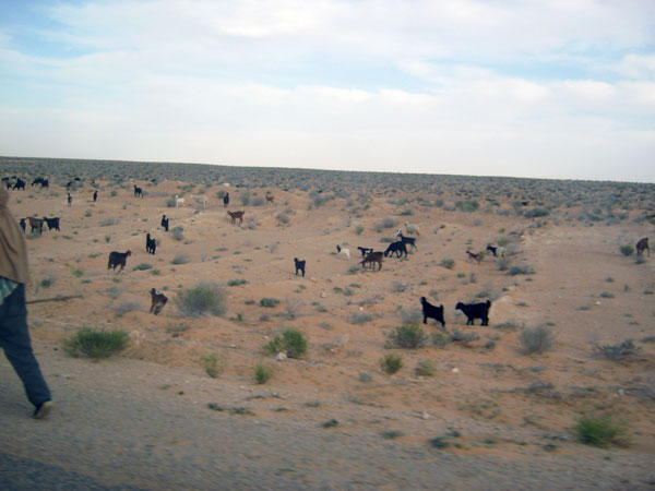 Пустыня Сахара_Разноцветные овцы - 51b_IMG_1314.jpg