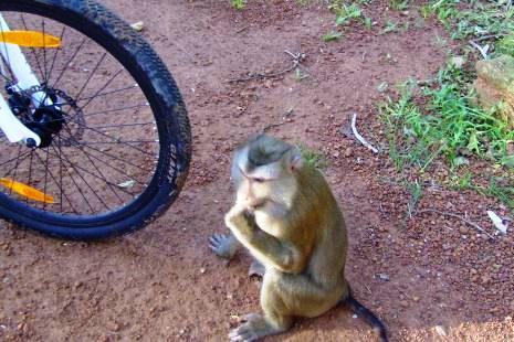 На выезде из Ангкора проезжавших атаковала стая диких обезьян. - DSCF9231.jpg