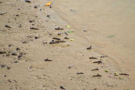 Видели много крабов на берегах и ползающих по суше рыб - DSCF0040.jpg
