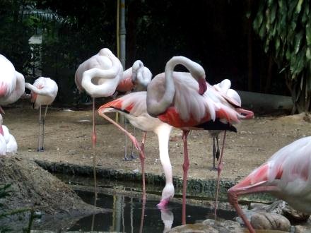 В бангкокском зоопарке - DSCF1199.jpg