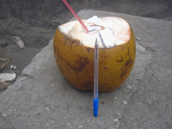 Плод кокосовой пальмы - 5-1b_IMG_4151.jpg