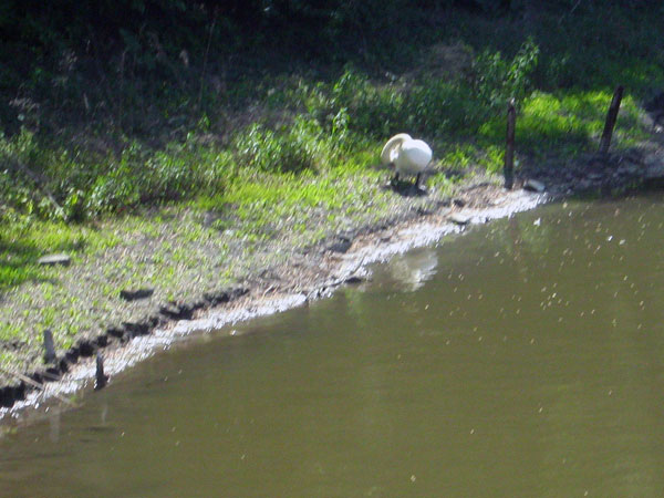 Белый лебедь на пруду Кирша - IMG_9406b.jpg