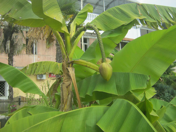 Новый Афон 7 _Банановое дерево - 23_IMG_1539b.jpg